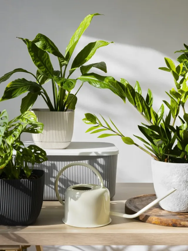 7 plantas poderosas que mudam a energia da sua casa