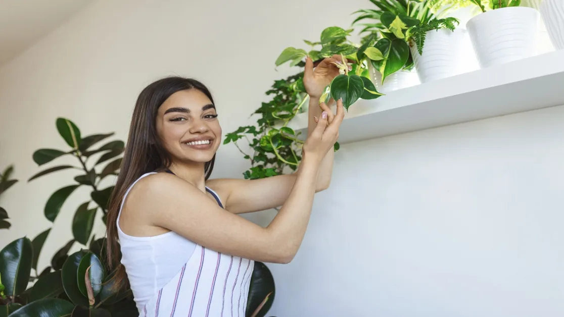 planta-Jiboia