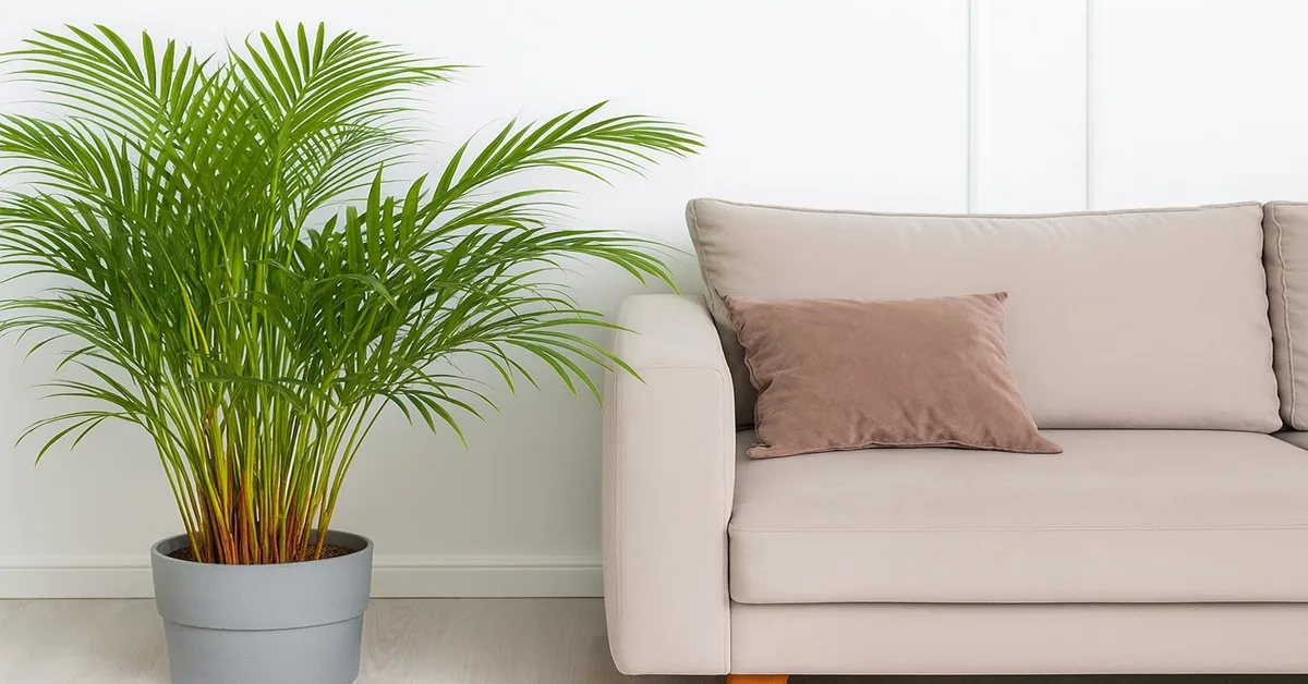 Como Escolher a Planta Certa para dentro de casa