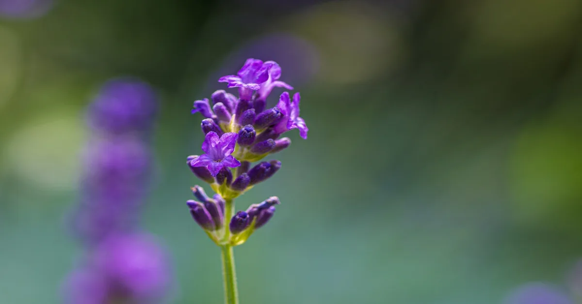 Lavanda-Lavandula-angustifolia.