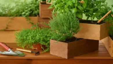 O que plantar em uma horta em casa