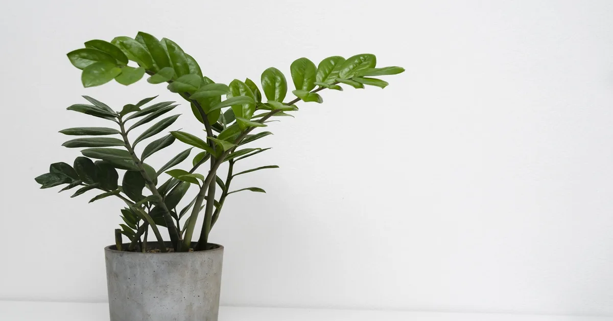 Zamioculca (Zamioculcas zamiifolia)