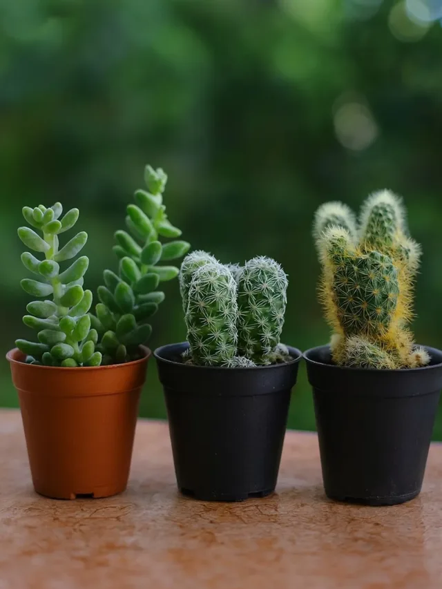 Essas Plantas Travaram Sua Casa? O Feng Shui Responde