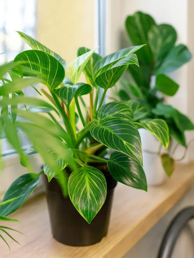 Plantas que Transformam sua Casa em um Refúgio de Energia
