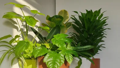plantas que atraem boas energias em casa