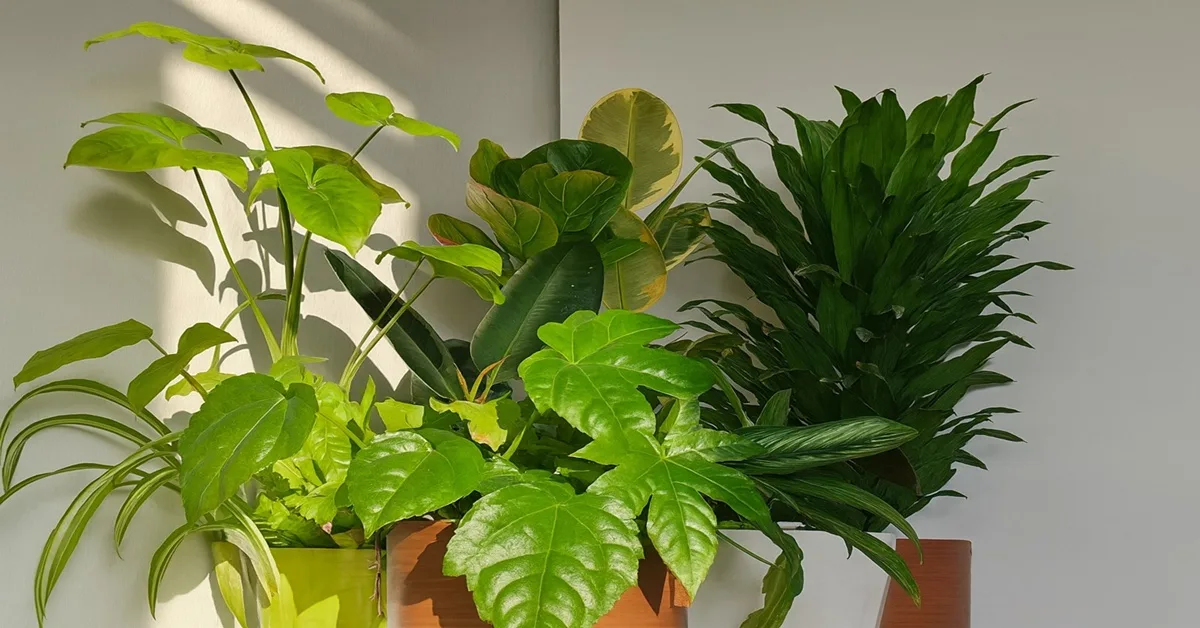 plantas que atraem boas energias em casa