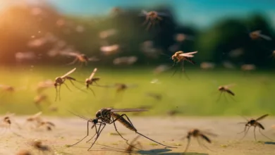 Como saber se o mosquito é da dengue
