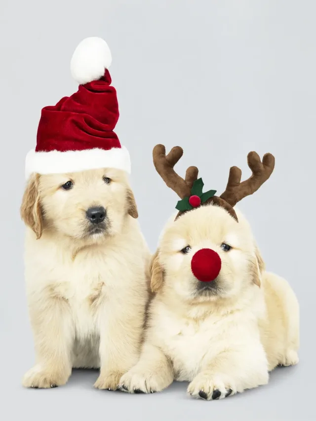 Natal Pet Friendly: o encanto seguro que seu melhor amigo vai amar